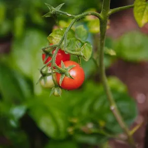 Appartamento Nea's Green Garden, Fiume